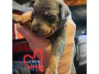 Miniature Pinscher Puppy for sale in Athens, GA, USA