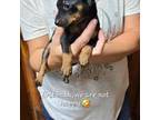 Miniature Pinscher Puppy for sale in Athens, GA, USA