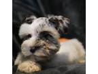 Schnauzer (Miniature) Puppy for sale in Blum, TX, USA