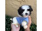 Maltipoo Puppy for sale in Fort Lauderdale, FL, USA