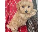 Maltipoo Puppy for sale in New Albany, IN, USA