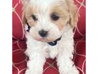 Maltipoo Puppy for sale in New Albany, IN, USA