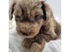 Aussiedoodle Puppy for sale in Richmond, VA, USA