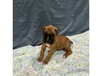 Boxer Puppy for sale in Claremore, OK, USA