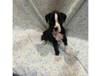 Boxer Puppy for sale in Claremore, OK, USA