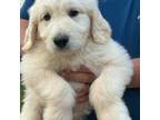 Mutt Puppy for sale in Lewisburg, OH, USA