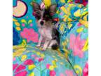 Chorkie Puppy for sale in Allendale, MI, USA