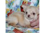 Chihuahua Puppy for sale in Lawton, OK, USA