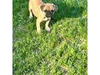 Pug Puppy for sale in Long Prairie, MN, USA