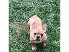 French Bulldog Puppy for sale in Long Prairie, MN, USA