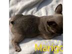 French Bulldog Puppy for sale in Germantown, TN, USA