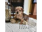 Mutt Puppy for sale in Rehoboth, MA, USA