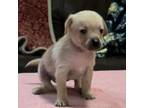 Mutt Puppy for sale in Oklahoma City, OK, USA