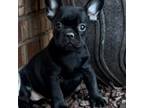 French Bulldog Puppy for sale in Oklahoma City, OK, USA