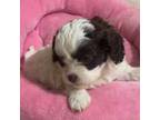 Shih-Poo Puppy for sale in Knoxville, TN, USA