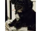 Schnauzer (Miniature) Puppy for sale in Merkel, TX, USA