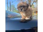 Shih Tzu Puppy for sale in Rockville, MD, USA