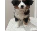 Miniature Australian Shepherd Puppy for sale in Flushing, NY, USA