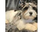 Schnauzer (Miniature) Puppy for sale in Blum, TX, USA