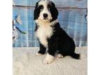 Mutt Puppy for sale in Germantown, IL, USA