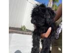 Poodle (Toy) Puppy for sale in Riverside, CA, USA
