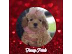 Poodle (Toy) Puppy for sale in Watertown, TN, USA