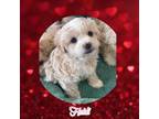Maltipoo Puppy for sale in Watertown, TN, USA