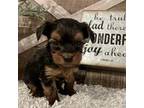 Mutt Puppy for sale in Sharon, KS, USA