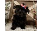 Mutt Puppy for sale in Sharon, KS, USA