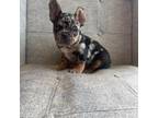 French Bulldog Puppy for sale in Boston, MA, USA