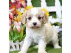 Cavalier King Charles Spaniel Puppy for sale in Lake Mills, IA, USA