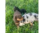 Miniature Australian Shepherd Puppy for sale in Weatherford, TX, USA