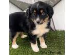 Miniature Australian Shepherd Puppy for sale in Weatherford, TX, USA