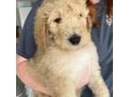 Goldendoodle Puppy for sale in Evans, GA, USA
