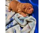 Chinese Shar-Pei Puppy for sale in West Palm Beach, FL, USA