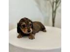 Mini dachshund longhair