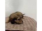 Dachshund Puppy for sale in Sacramento, CA, USA