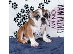 Bulldog Puppy for sale in Colorado Springs, CO, USA