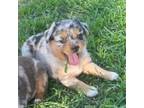 Miniature Australian Shepherd Puppy for sale in Weatherford, TX, USA