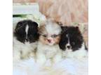 Pomeranian Puppy for sale in Sacramento, CA, USA