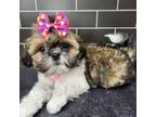 Shih Tzu Puppy for sale in New York, NY, USA