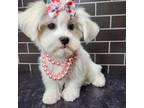 Havanese Puppy for sale in New York, NY, USA