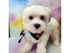 Maltese Puppy for sale in New York, NY, USA