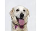 Adopt FIONA a Great Pyrenees, Mixed Breed
