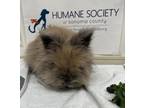 Adopt Chestnut a Lionhead