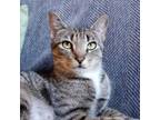 Adopt Carmen a Domestic Short Hair