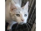 Adopt Willow a Domestic Short Hair