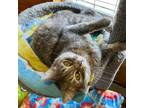 Adopt Catherine a Domestic Short Hair