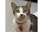 Adopt Hydee a Domestic Short Hair