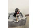 Adopt Patty Melt a Beagle